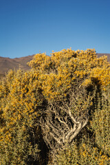 Close-up of a flowering Chuquiraga shrub with bright yellow blooms