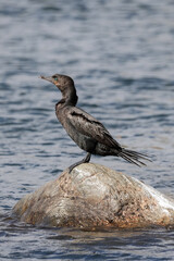Cormorant standing on a Rock