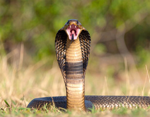 king cobra snake close up open mouth