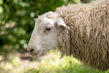 Obraz premium Fluffy sheep in the garden sunlight close-up