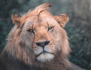 close up portrait of a young male lion in serengeti savannah