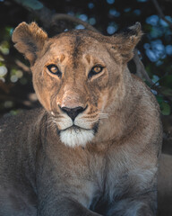close up portrait of a lioness in serengeti savannah