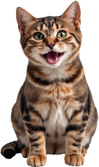 Obraz premium Smiling cat with vivid green eyes and detailed brown-black-white fur, isolated on a transparent background. Expressive and cheerful face with realistic texture and natural coloring.