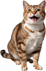 Fototapeta premium Smiling cat with vivid green eyes and detailed brown-black-white fur, isolated on a transparent background. Expressive and cheerful face with realistic texture and natural coloring.