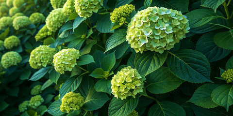 Dense hydrangea bush with soft green flowers and deep green serrated leaves, partial shade, ultra-HD 4K