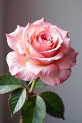 Delicate pastel roses, soft lighting, elegant presentation, delicate, blossoms