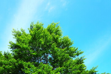 Obraz premium ブナの新緑と青空
