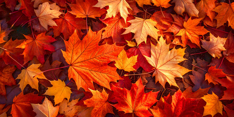 Aerial view of maple leaves in burnt orange, deep crimson, golden yellow forming vibrant mosaic on ground