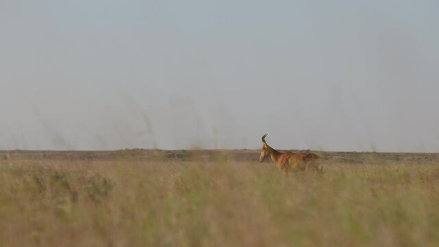 Very wide dolly tracking of a Hartebeest (Alcelaphus buselaphus) running through tall dry grass at midday in the Kenyan savannah
