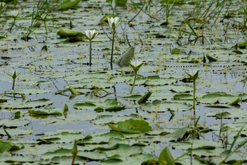 Small yellow flowers are visible next to white lotus flowers in the water of the beel.