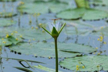 Red Dragonfly resting on white water Lily bud in Natural wetland. White water lily and dragonfly stock Photo