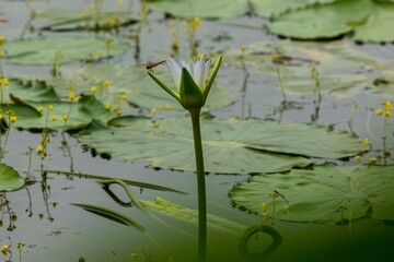 Red Dragonfly resting on white water Lily bud in Natural wetland. White water lily and dragonfly...