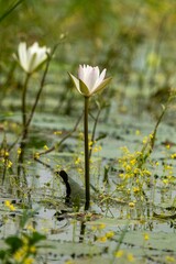 Small yellow flowers are visible next to white lotus flowers in the water of the beel.