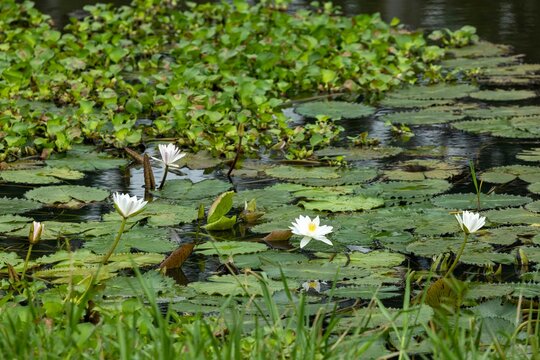White lotus flowers are blooming in the water of the beel. (water Lily)