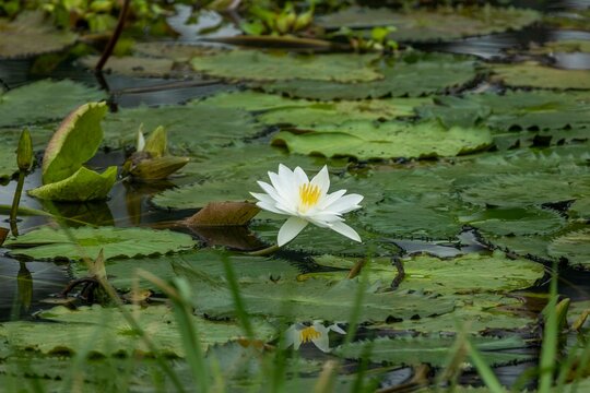 White lotus flowers are blooming in the water of the beel. (water Lily) - Powered by Adobe