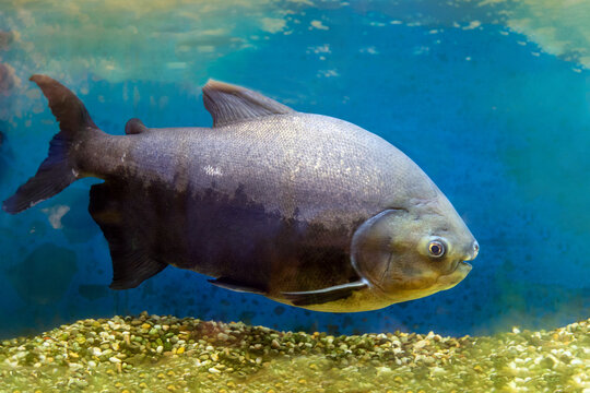 Pacu fish piranha (Colossoma macropomum) on black background. Captive occurs in South America