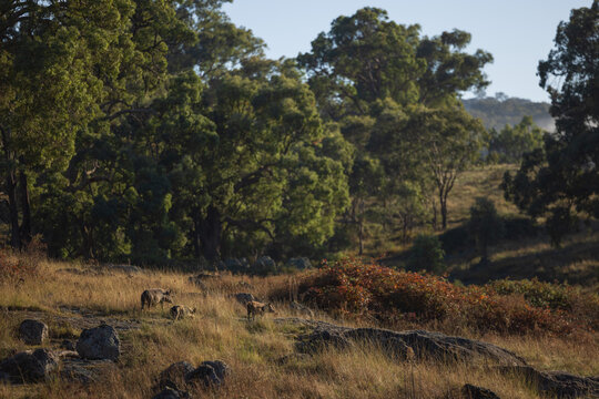 Family of wild pigs roaming in Australian bush setting