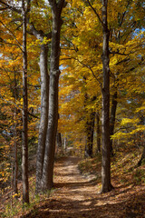 Beautiful Autumn scenery along Spencer Gorge hiking trail in Hamilton, Ontario, Canada