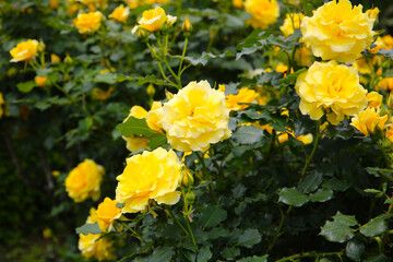Obraz premium Beautiful roses in full bloom at the Japan Rose Garden.