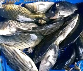 A group of freshly caught large fish with shiny, dark scales lies in a blue plastic container,...