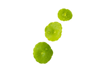 Fresh Centella asiatica leaves with water droplets on white background
