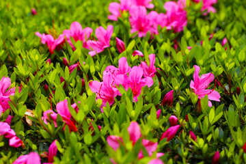 Pink and white azalea flowers blooming beautifully along a pedestrian sidewalk in Tokyo, Japan
