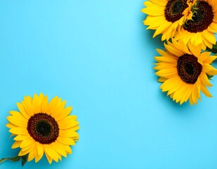 Sunflowers on a light blue background
