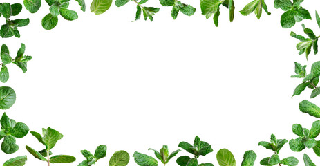 Cut out mint. Frame from green fresh mint, peppermint, lemon balm, melissa leaves isolated on white background. With clipping path. Leaves for design, mockup. Plant for medicine, cosmetics, tea