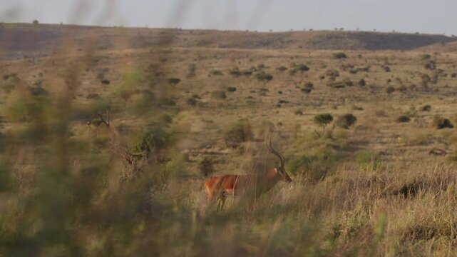 Very wide gimbal tracking of territorial male Impala (Aepyceros melampus) walking boldly in tall grassy savannah with morning light in Kenya