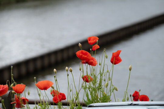Close-up of blooming poppies by the water - Powered by Adobe