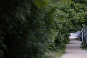 Fototapeta premium Urban sidewalk with green hedge and distant pedestrians