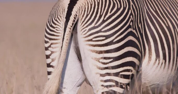 Close-up of a Grevy Zebras (Equus grevyi) back grazing in dry savannah grasslands under hot midday sun in kenya 