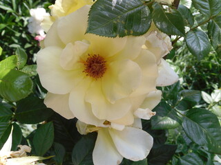 A creamy light yellow rose in soft bloom, radiating warmth and elegance with its delicate petals glowing in gentle natural light.

