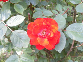 A vibrant red rose with a hint of coral glowing in the warm rays of summer sunlight, each petal lit up with golden highlights.

