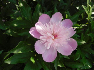 A pink, milk-flowered peony (Paeonia officinalis) in full bloom, known for its delicate beauty and traditional medicinal properties, glowing gently in natural light.

