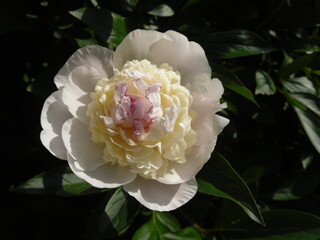 A fully bloomed white peony with a soft pink center, its layered petals unfolding in graceful harmony under gentle natural light.


