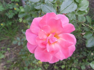 rose, red, coral, flower, bloom, sunlight, summer, vibrant, bright, petals, glowing, nature, garden, botanical, beauty, floral, warm, soft, natural, romantic, outdoor, delicate, vivid, radiant, plant,