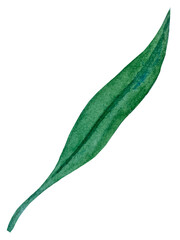 Obraz premium Watercolor collection of hand drawn eucalyptus leaves and yellow wildflowers. Botanical clipart elements isolated on white background. Set of objects for decor, design, poster, banner, wedding, logo