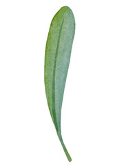 Watercolor collection of hand drawn eucalyptus leaves and yellow wildflowers. Botanical clipart elements isolated on white background. Set of objects for decor, design, poster, banner, wedding, logo