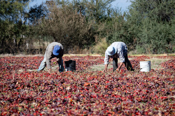 Sorting and cleaning red bell peppers drying in the sun in Cachi, Salta, Argentina