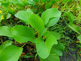 Green beach morning glory leaves grow abundantly on the beach