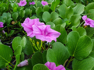Purple trumpet flowers are a type of flowering vine characterized by their trumpet-shaped,...