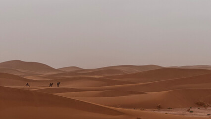 Sahara Desert Dunes