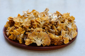 Splitgill mushroom or schizophyllum commune mushroom