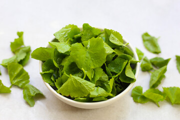 Gotu kola, fresh green leaves known for their medicinal properties in boosting memory and promoting healthy skin.