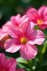 Close-up of a mass of pink petunias in a sunny summer garden , image, background