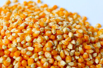 Yellow raw unpopped popcorn kernels