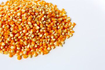 Yellow raw unpopped popcorn kernels