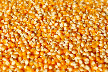 Yellow raw unpopped popcorn kernels