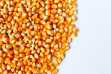 Yellow raw unpopped popcorn kernels